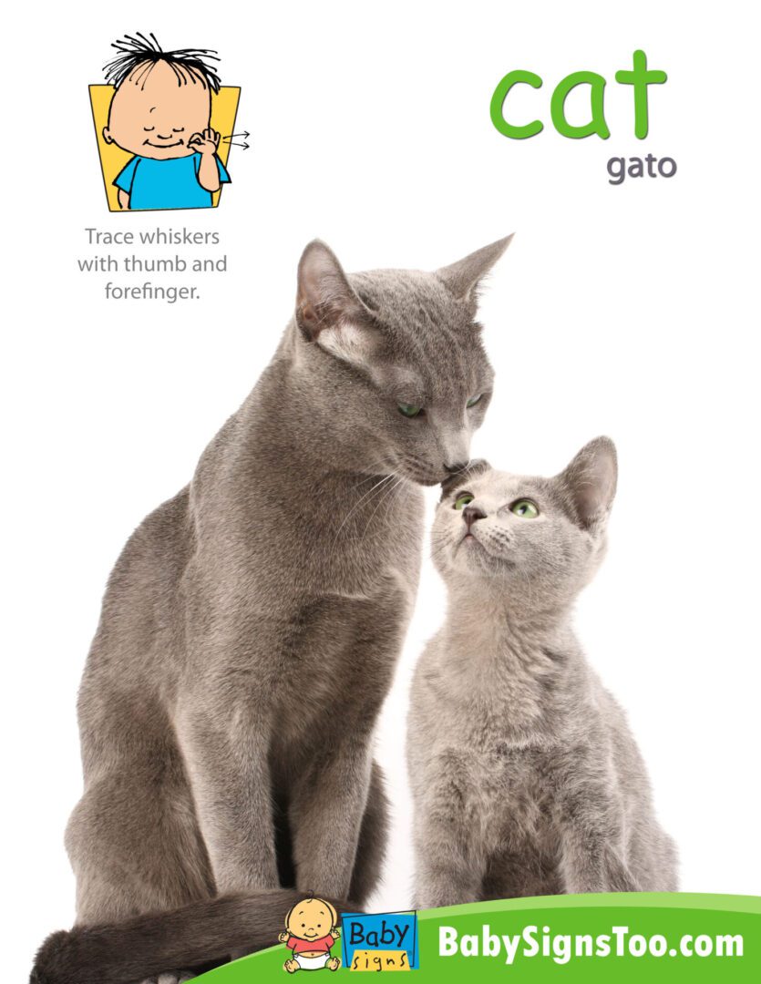 A captivating Animal Signs Poster Pack featuring an adorable picture of a cat and a baby, alongside the word "cat" in both English and Spanish ("gato").