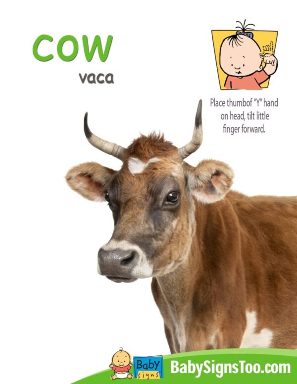 Cow poster