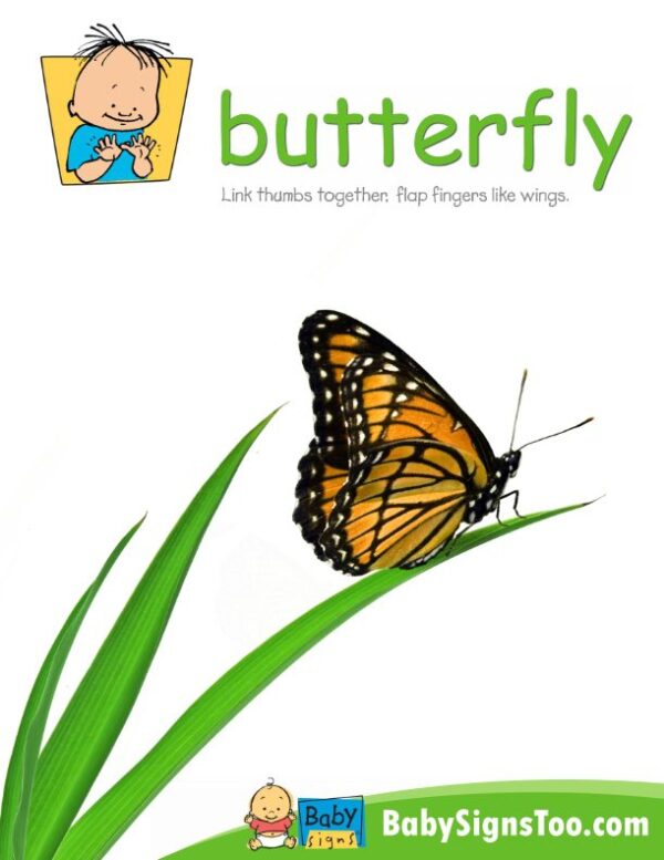 Butterfly poster