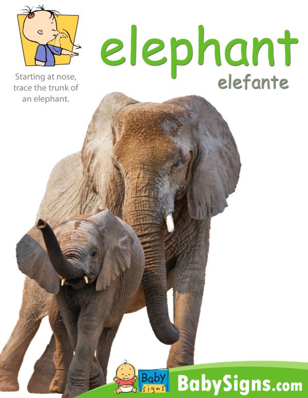 Elephant Poster