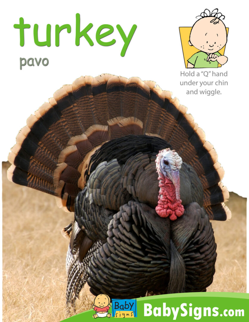 Baby learning the sign for TURKEY from the Baby Signs® Thanksgiving Poster Pack